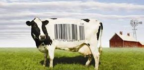 Prent van koe met streeptjescode