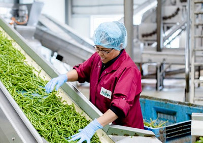 Kwaliteitscontrole speciebonen aan lopende band. foto van Biojournaal.