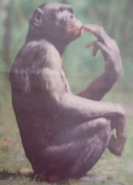 de bonobo